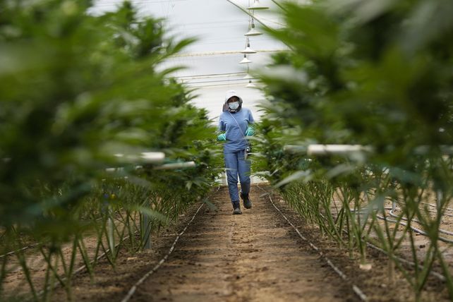 Control al cultivo de cannabis en interior. 