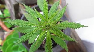 Autorización para autocultivo de cannabis: Esperábamos esto hace mucho tiempo