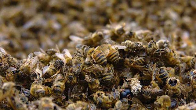 Apicultura: la sequía y los incendios ocasionaron una pérdida de más de 50%&nbsp;
