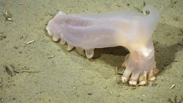 Descubren 57 nuevas especies en los cañones submarinos de Argentina