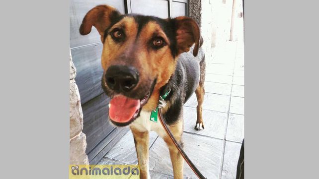 Pichichos en adopción