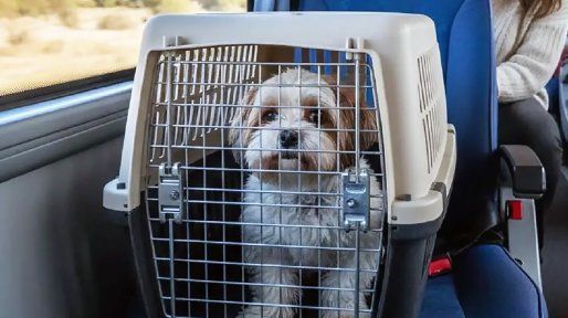 El Gobierno nacional habilita el traslado de mascotas en micros y trenes de larga distancia