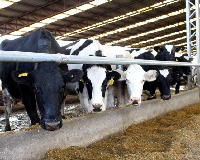 En Rafaela se reunirá la cadena internacional del sector lechero.