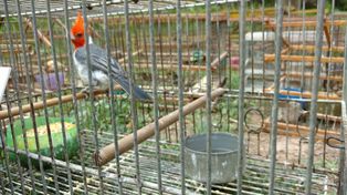 De los 120 pájaros encontrados fueron 60 cardenales copete rojo.
