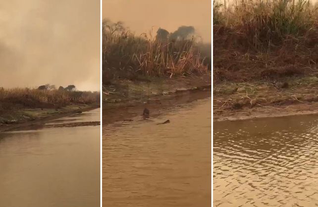Las nutrias escapan del fuego