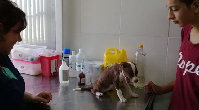 casa de las mascotas