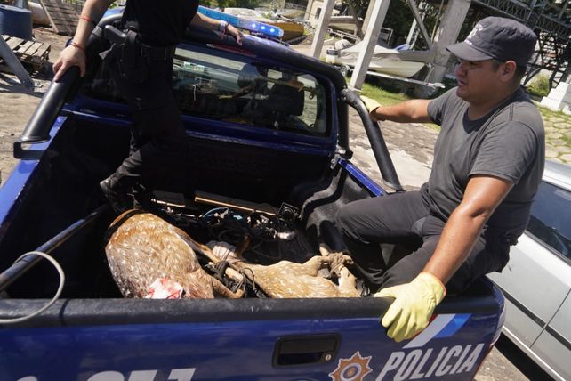 Ambos animales ya se encuentran a cargo de&nbsp;la división de la Policía Ecológica.