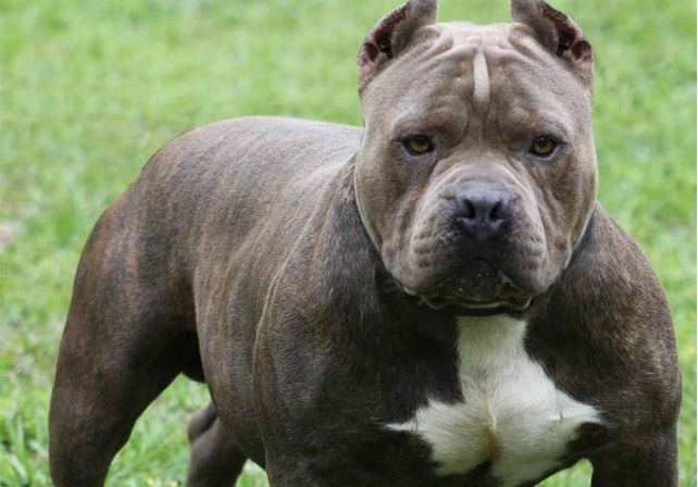 Un pitbull mordió a una nena de cinco años cuando jugaba en el Parque Federal