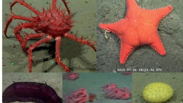 El éxito del streaming del Conicet en Mar del Plata