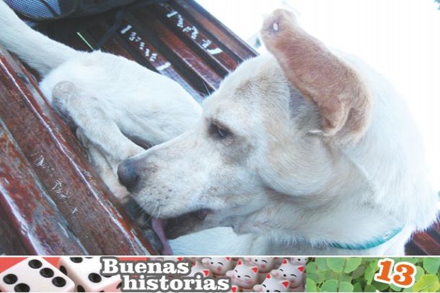 Blanco, el perro que enseñaba budismo