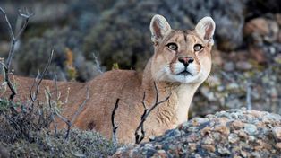 &nbsp;Un puma macho adulto murió atropellado por vehículo en la RN 101. En Misiones más de 5.000 animales mueren al año en rutas que atraviesan áreas protegidas