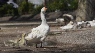 Un perro atacó y mató a dos gansos en el Laguito del parque Independencia