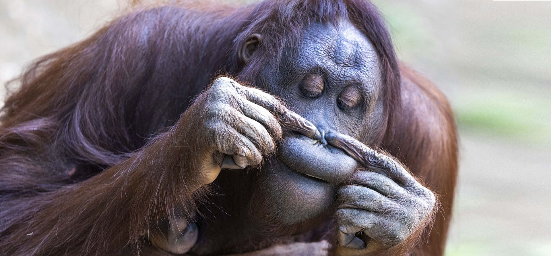 La madre orangután Hsiao-Nings examina su nariz mientras sostiene a su segundo cachorro en sus brazos en el zoológico