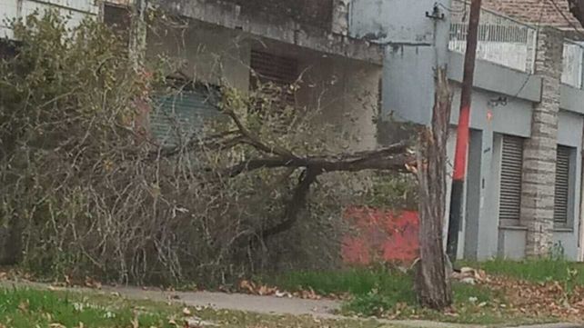 Árbol reportado como caído en Italia al 3000