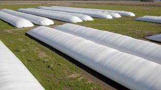 Exportadores liquidaron U$S 1.075 millones a dólar soja, más de lo que esperaban en Agricultura.