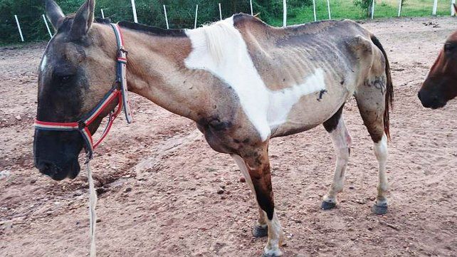Los equinos fueron trasladados al Centro Ecuestre Municipal de Concordia para recibir atención veterinaria.