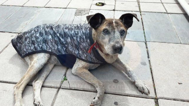 En memoria de Cica, el perrito peregrino que se aquerenció en peatonal San Martín