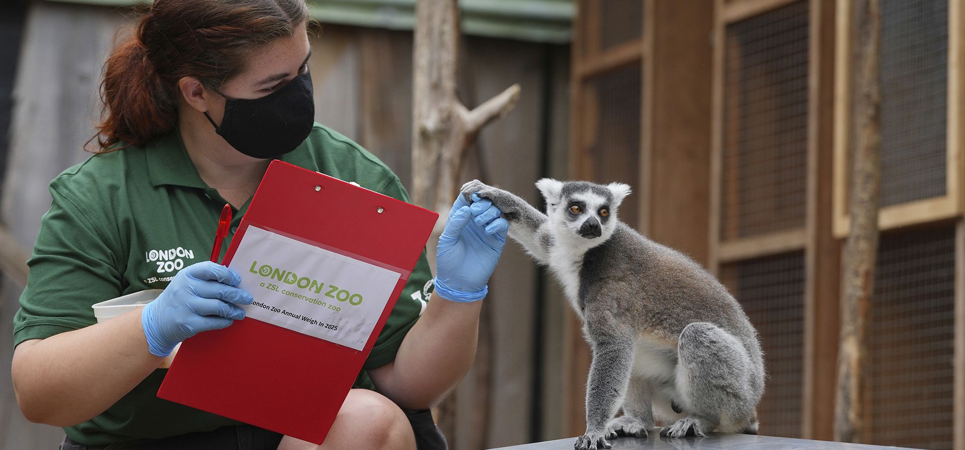 La cuidadora Ella Jae pesa un lémur de cola anillada mientras los cuidadores del Zoológico de Londres registran las estadísticas vitales de los animales en el pesaje anual para monitorear su salud, desarrollo e incluso identificar embarazos. Esto ocurre en Londres, el martes 19 de agosto de 2025. (Foto AP/Kirsty Wigglesworth) La cuidadora Ella Jae pesa un lémur de cola anillada mientras los cuidadores del Zoológico de Londres registran las estadísticas vitales de los animales en el pesaje anual para monitorear su salud, desarrollo e incluso identificar embarazos. Esto ocurre en Londres, el martes 19 de agosto de 2025. (Foto AP/Kirsty Wigglesworth)