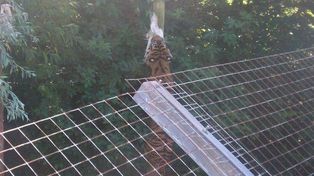 Un tigre mató a una joven cuidadora de un zoo ante el público