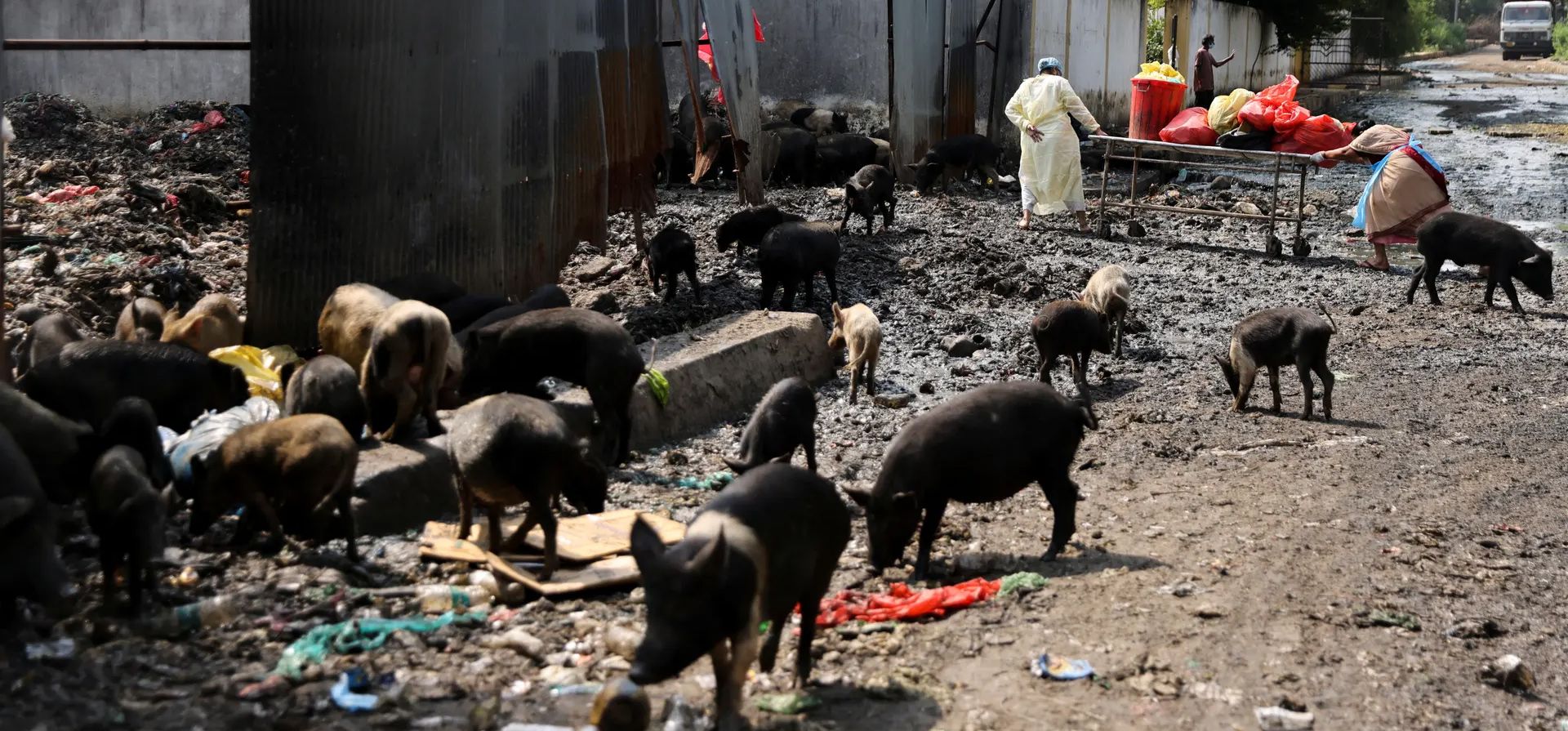 Nanded, India. Los cerdos buscan restos mientras los trabajadores luchan por empujar un carrito de desperdicios de alimentos a través de un vertedero de basura del hospital. Fotografía: Francis Mascarenhas/Reuters Nanded, India. Los cerdos buscan restos mientras los trabajadores luchan por empujar un carrito de desperdicios de alimentos a través de un vertedero de basura del hospital. Fotografía: Francis Mascarenhas/Reuters