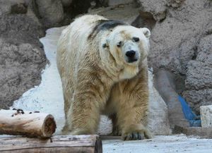 Preocupación por el delicado estado de salud de Arturo, el único oso polar de Argentina