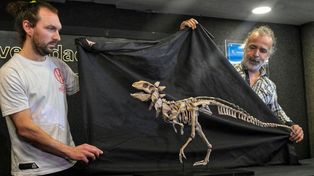 Hallaron en la Patagonia un dinosaurio acorazado de dos patas
