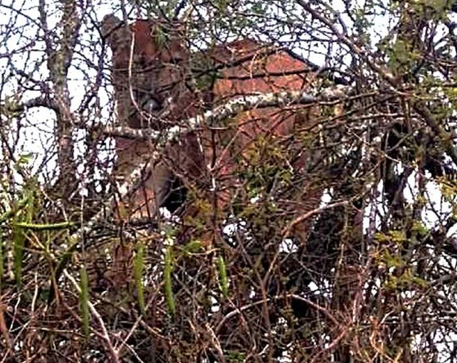 Buscan a un puma que fue visto en un campo entrerriano