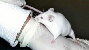 Investigadores curaron a ratones con esclerosis múltiple en Estados Unidos