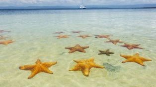 Misteriosa hecatombe de estrellas de mar en EEUU