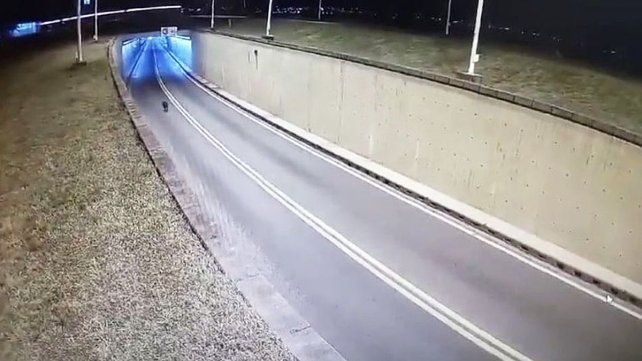 Un carpincho obligó a cortar el tránsito en el túnel subfluvial Santa Fe-Paraná