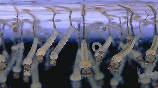 Buscarán índices larvarios para prevenir el dengue en Santa Fe