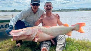 Pescadores capturaron un surubí albino de 50 kilos y lo devolvieron al río Uruguay
