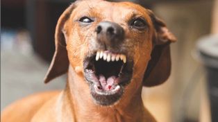 En Argentina, 86 personas murieron en 13 años por mordeduras de perros