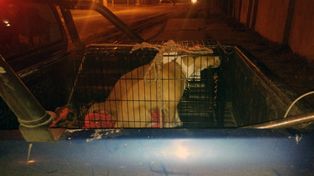 Roldán: le abrieron una causa al dueño de los pitbulls que atacaron mascotas