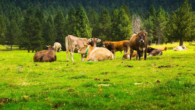 El Día del Animal se conmemora con el fin de celebrar a todas las especies del país y prevenir la extinción de muchas de estas.