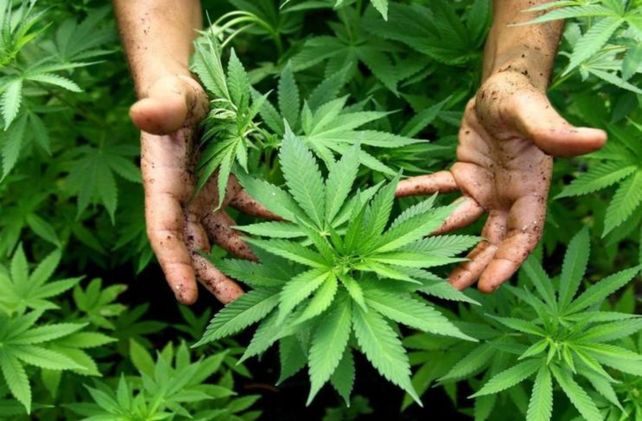 Paso a paso, cómo anotarse en el registro de autocultivo de cannabis medicinal