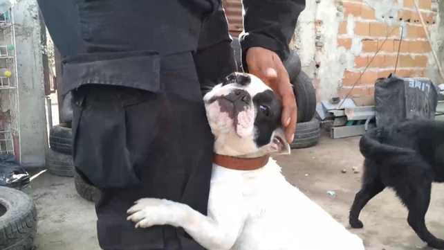 En el criadero de zona oeste se ofrecían cachorros de bulldog francés.