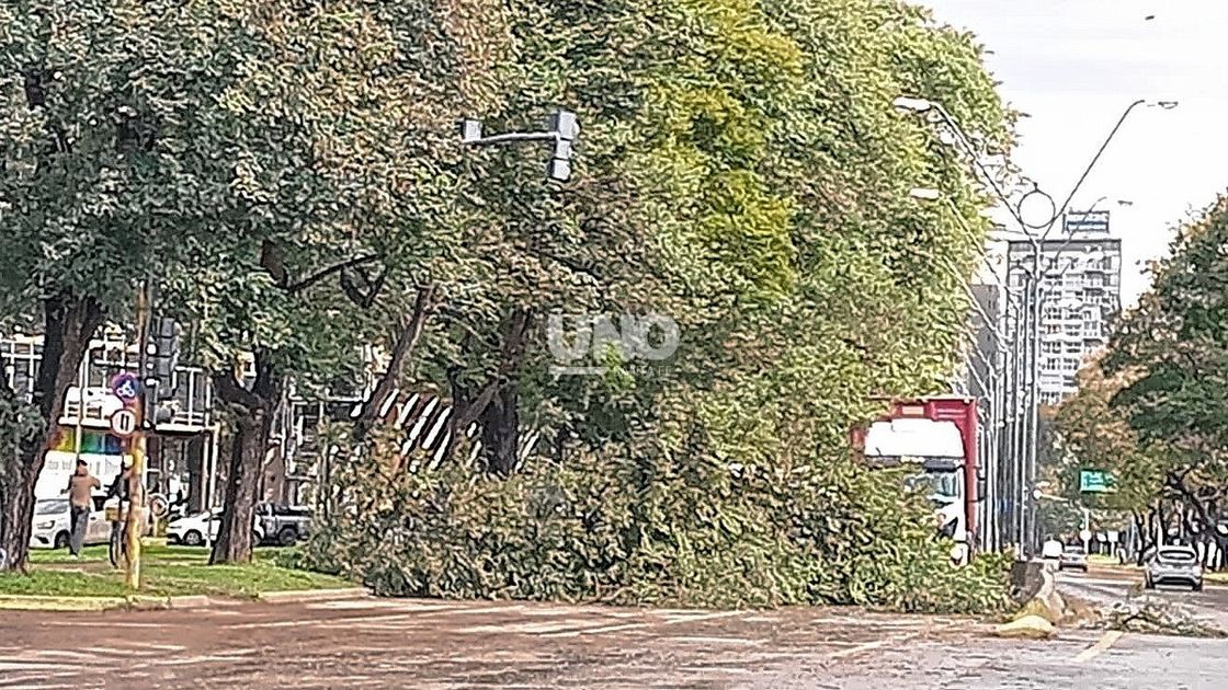 Temporal en Santa Fe: más de 70 km/h de ráfagas derribaron árboles, columnas y cables en varios barrios.