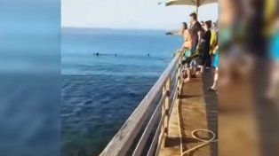 Un tiburón atacó y mató a dos turistas europeas en una playa de Egipto