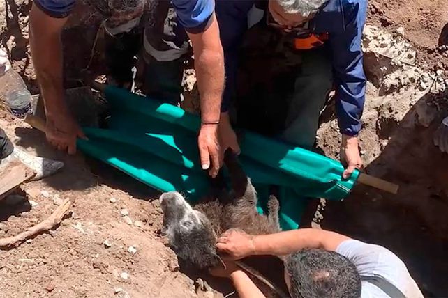 Tras un arduo trabajo que se extendió por más de 20 horas