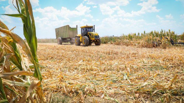Sequía: afirman que las últimas lluvias provocaron un alivio en el sector agrícola