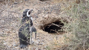 Un hombre aplastó 140 nidos de pingüinos y mató a 100 pingüinos con electricidad