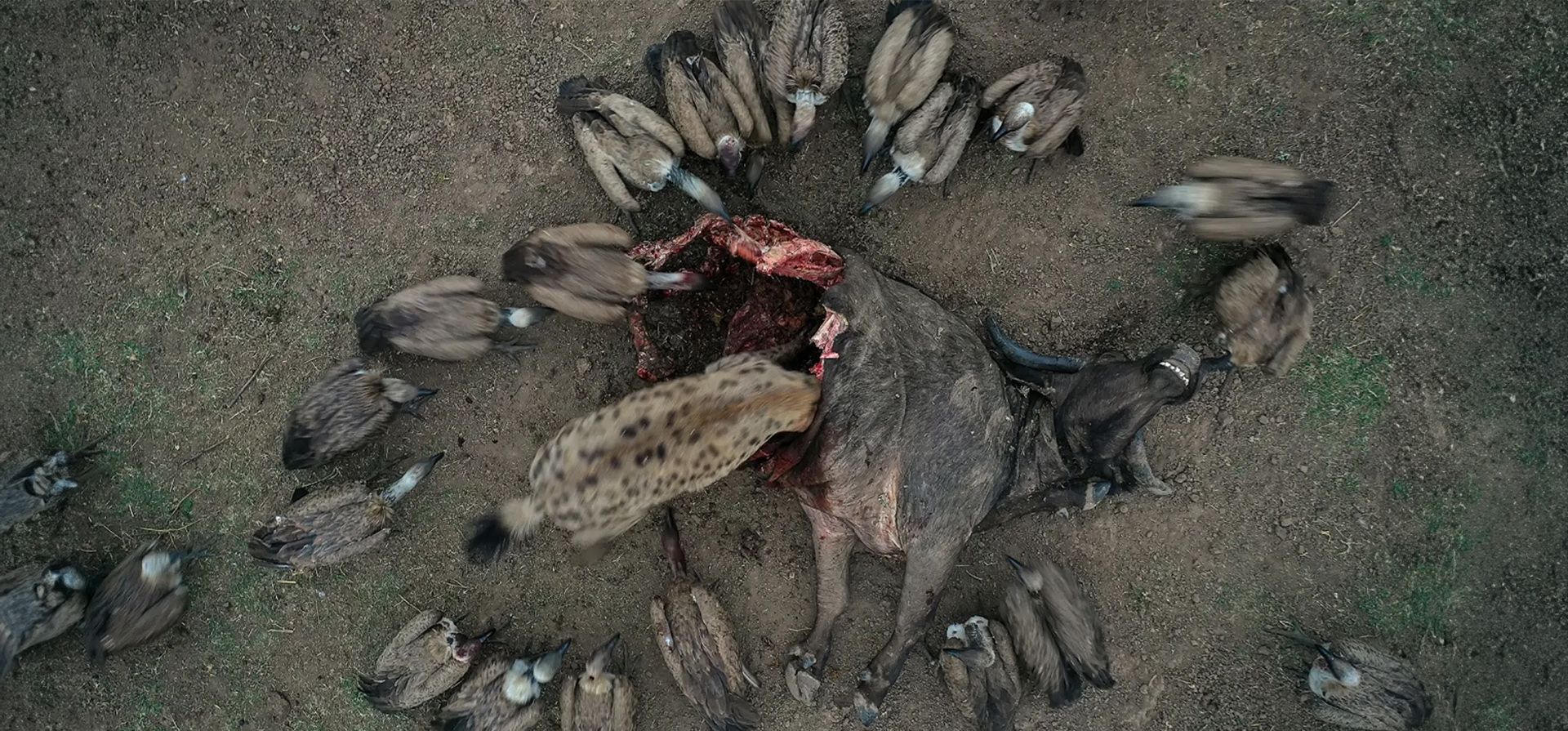 Plato principal de Igor Altuna. Esta foto, tomada en el parque nacional South Luangwa, muestra los restos de un búfalo cazado por leones. Las hienas y los buitres lo devorarán todo