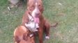 Dos perros pitbulls atacaron a una mujer en Cayastá: está internada en el Cullen y los dueños enfrentan una causa penal
