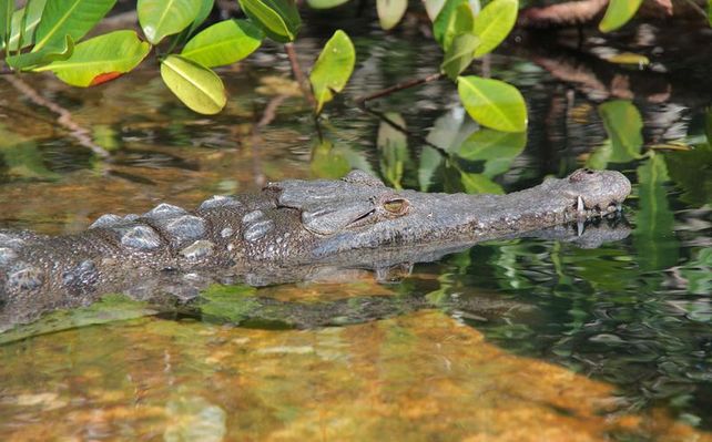 La provincia recibirá a 300 especialistas en cocodrilos de todo el mundo