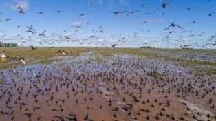 La Cámara Argentina de Turismo Cinegético y Conservacionismo (CATCyC) se reunió en Gualeguay el pasado 24 de agosto para llevar a cabo la presentación del relevamiento poblacional de 14 especies de patos y perdíz en Entre Ríos y otras cuatro provincias.&nbsp;