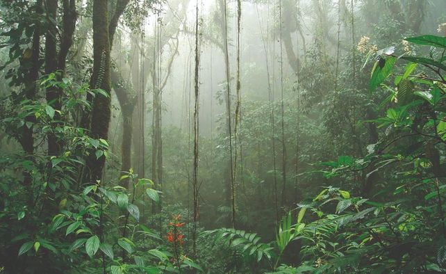 “Bosque de la nube”