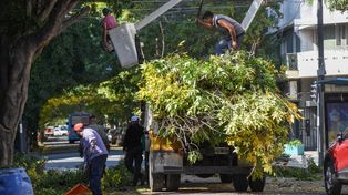Habrá cortes de tránsito en un lugar específico del centro por poda de árboles.&nbsp;