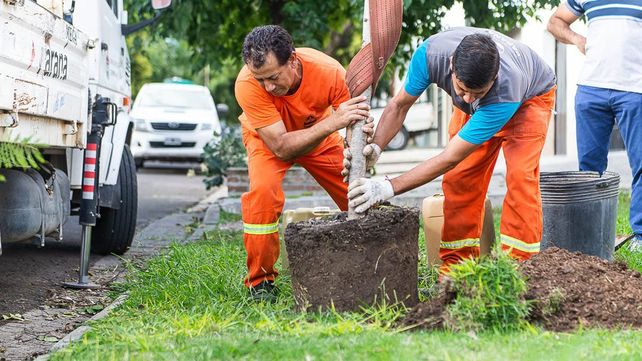 Decenas de árboles talados y una sociedad que pide conciencia