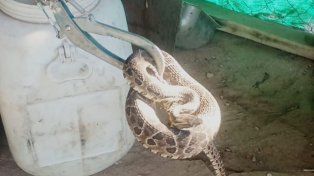 La yarará se encontraba detrás de unas madera cerca de la cama del dueño de casa